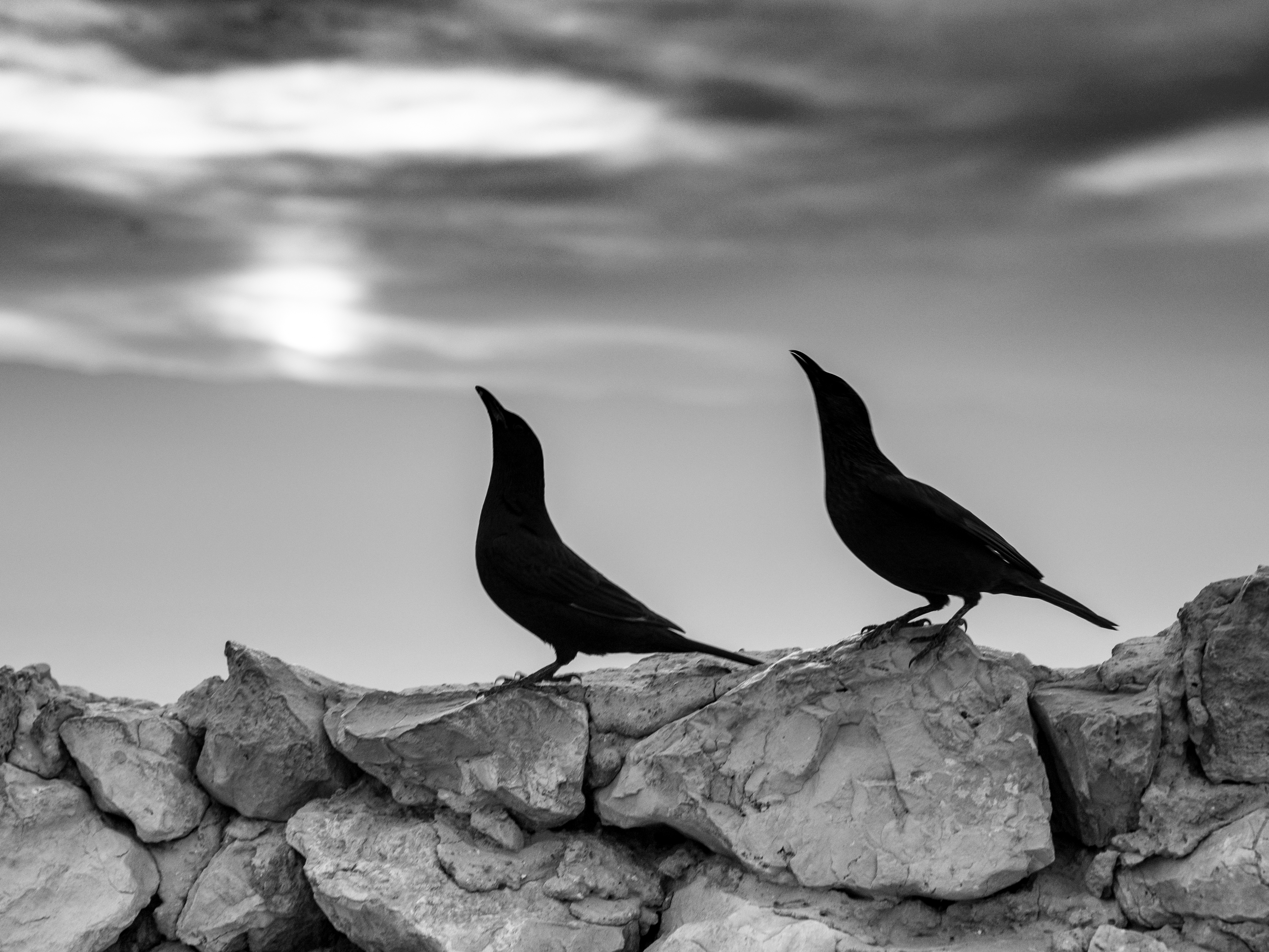 Two Ravens