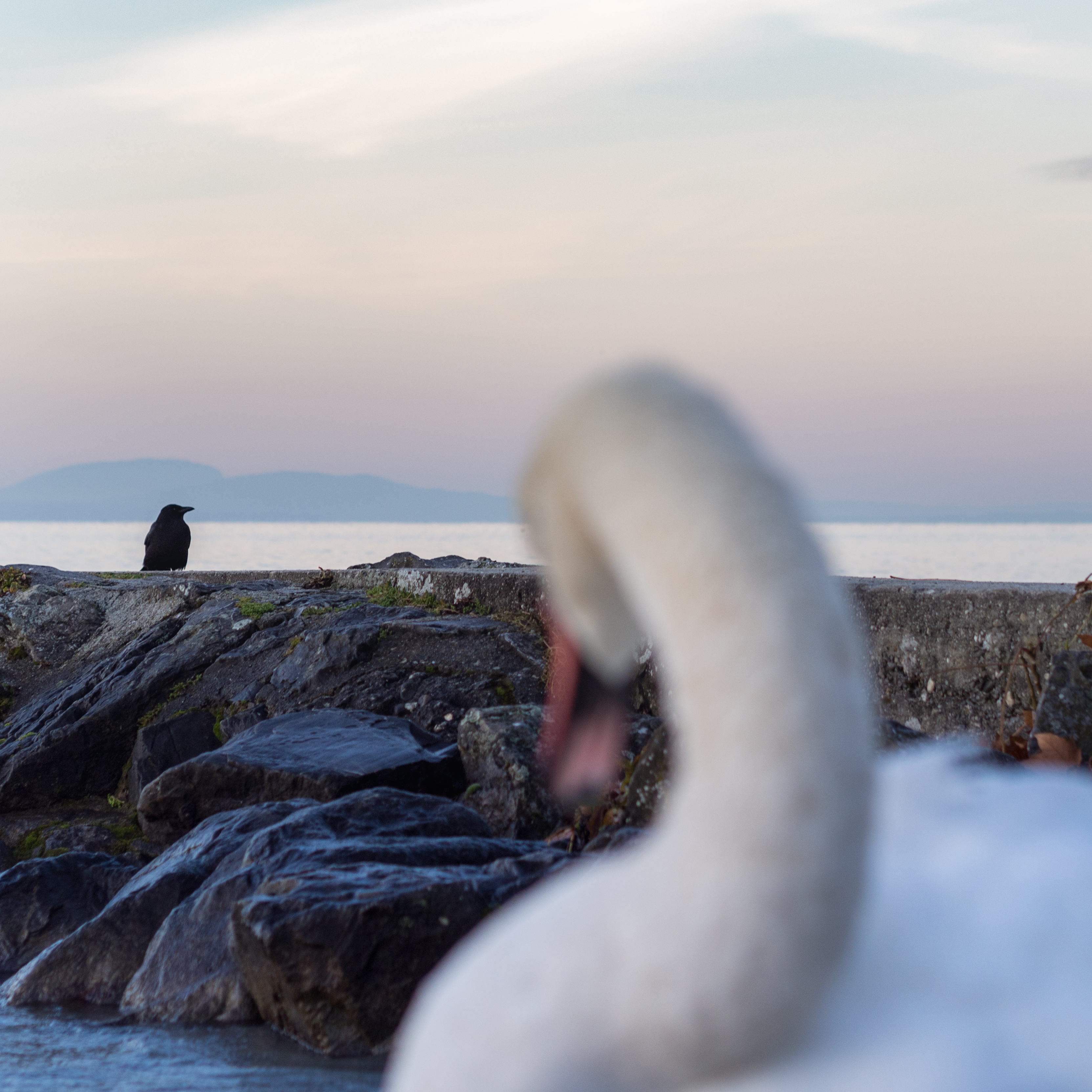 Swan & Crow